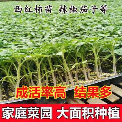 四季蔬菜苗幼苗小秧苗春季阳台秧菜苗南方种茄子黄瓜西瓜辣椒番茄