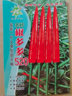 椒多多520一代大果朝天椒种子高产早熟抗病辣椒种子椒多多二号