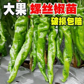 优质辣椒苗高产特大螺丝椒苗子香辣大果秧苗四季 盆栽阳台薄皮椒偏