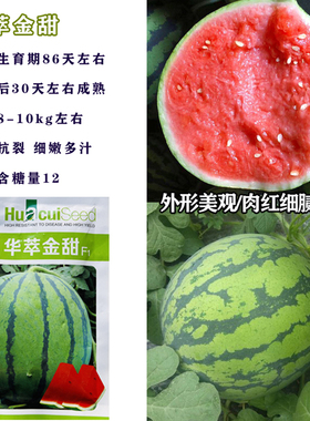 西瓜种子华萃金甜冰糖麒麟西瓜种子高产8424西瓜种籽麒麟西瓜种孑