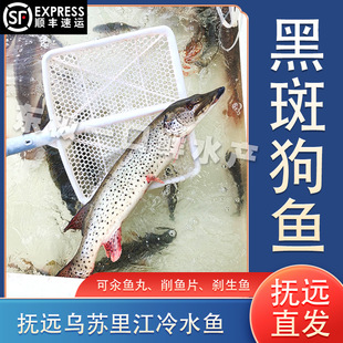 【冻鱼】开江黑斑狗鱼黑龙江抚远特产乌苏里江冷水鱼狗鱼汆鱼丸