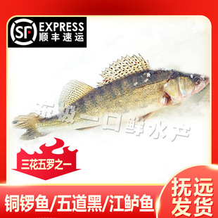 【冻鱼】铜罗鱼五道黑梭鲈鱼江鲈鱼黑龙江抚远特产乌苏里江特产