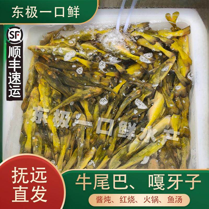 开江牛尾巴鱼嘎牙子黄辣丁黑龙江抚远特产江小鱼酱炖鲜香