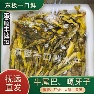 【冻鱼】开江牛尾巴鱼嘎牙子黄辣丁黑龙江抚远特产江小鱼酱炖鲜香