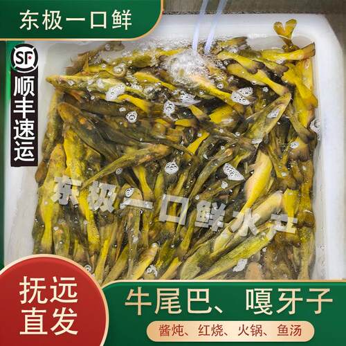 开江牛尾巴鱼嘎牙子黄辣丁黑龙江抚远特产江小鱼酱炖鲜香