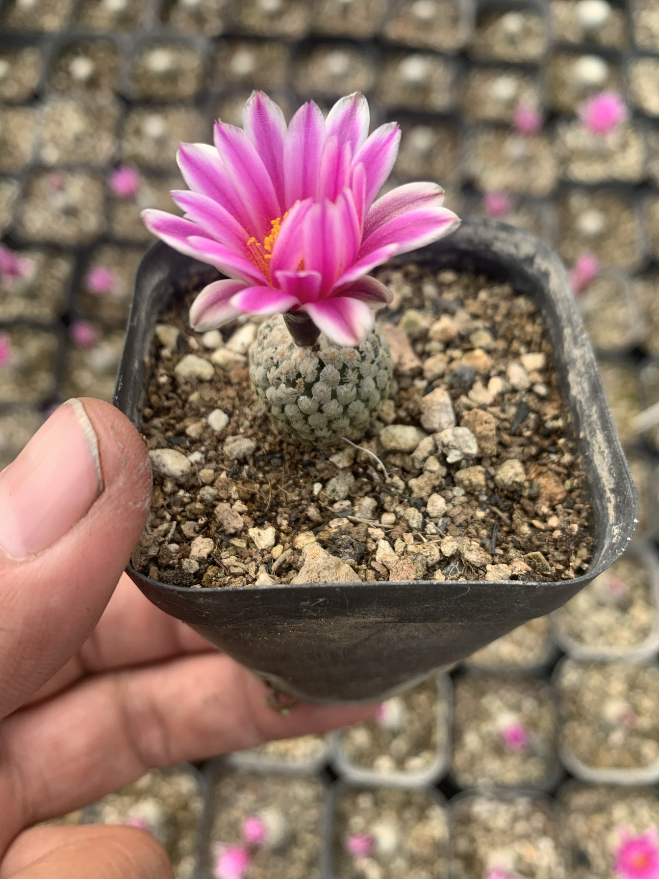蔷薇丸Turbinicarpus valdezianus仙人球娇丽属防辐射多肉植物
