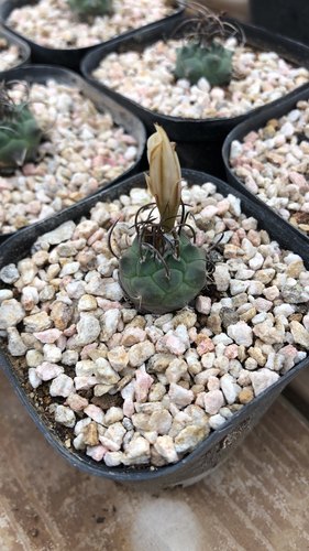 升云龙娇丽属Turbinicarpus schmiedickeanu籽播实生开花株仙人球
