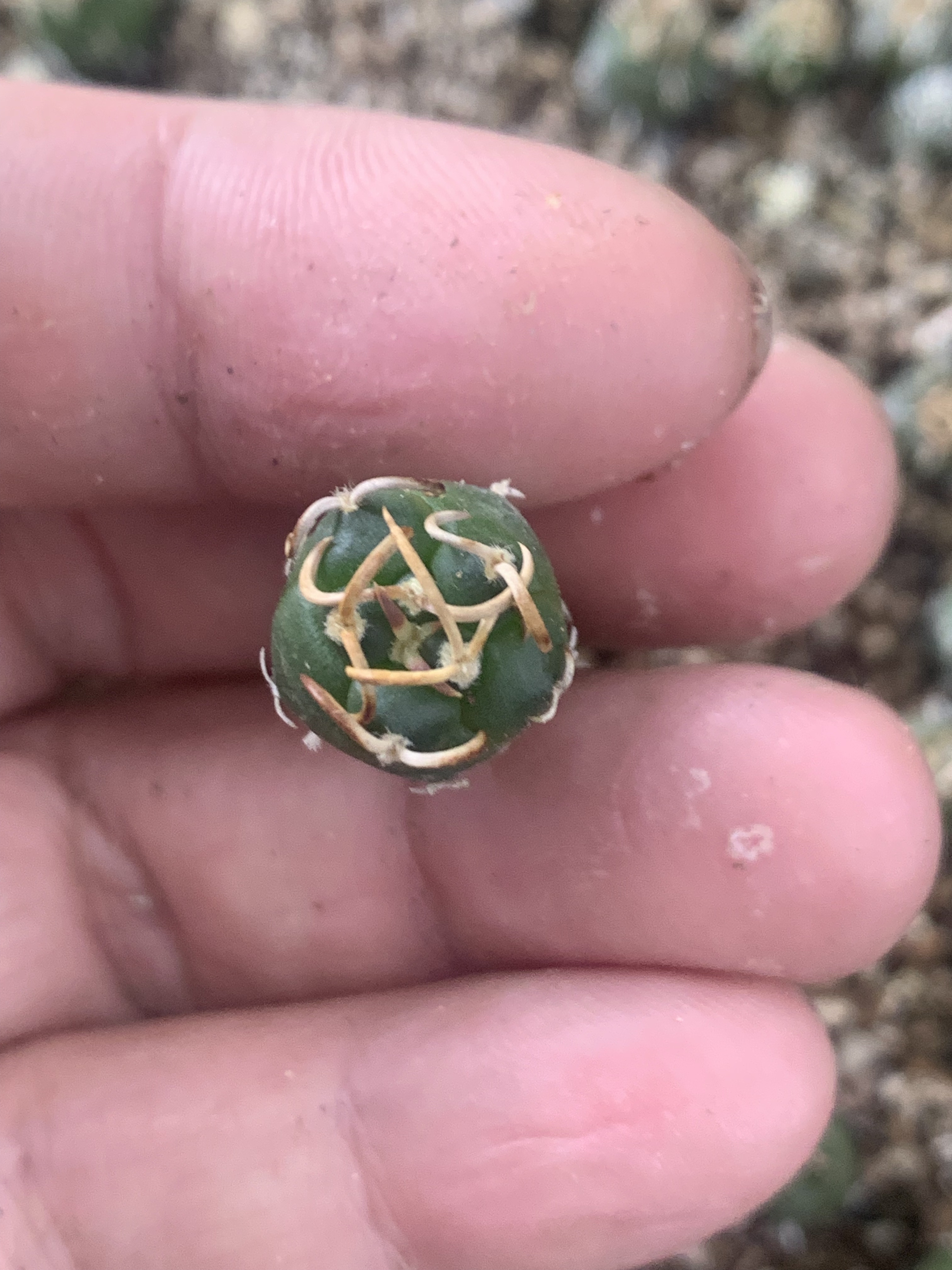 海鸥刺离城丸娇丽仙人球Turbinicarpus rioverdensis优选实生白花