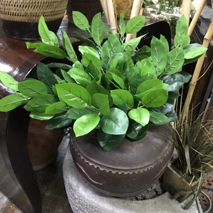 高仿真柚子叶树枝假胡柚叶子枝博物馆园林做树装饰菠萝蜜叶枝逼真