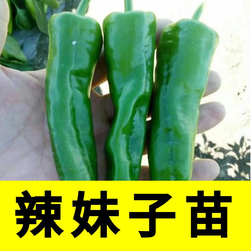 正宗辣妹子秧苗四季盆栽