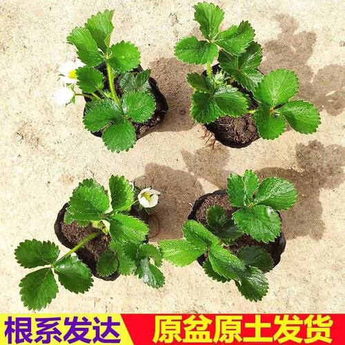 草莓苗四季盆栽食用带土南