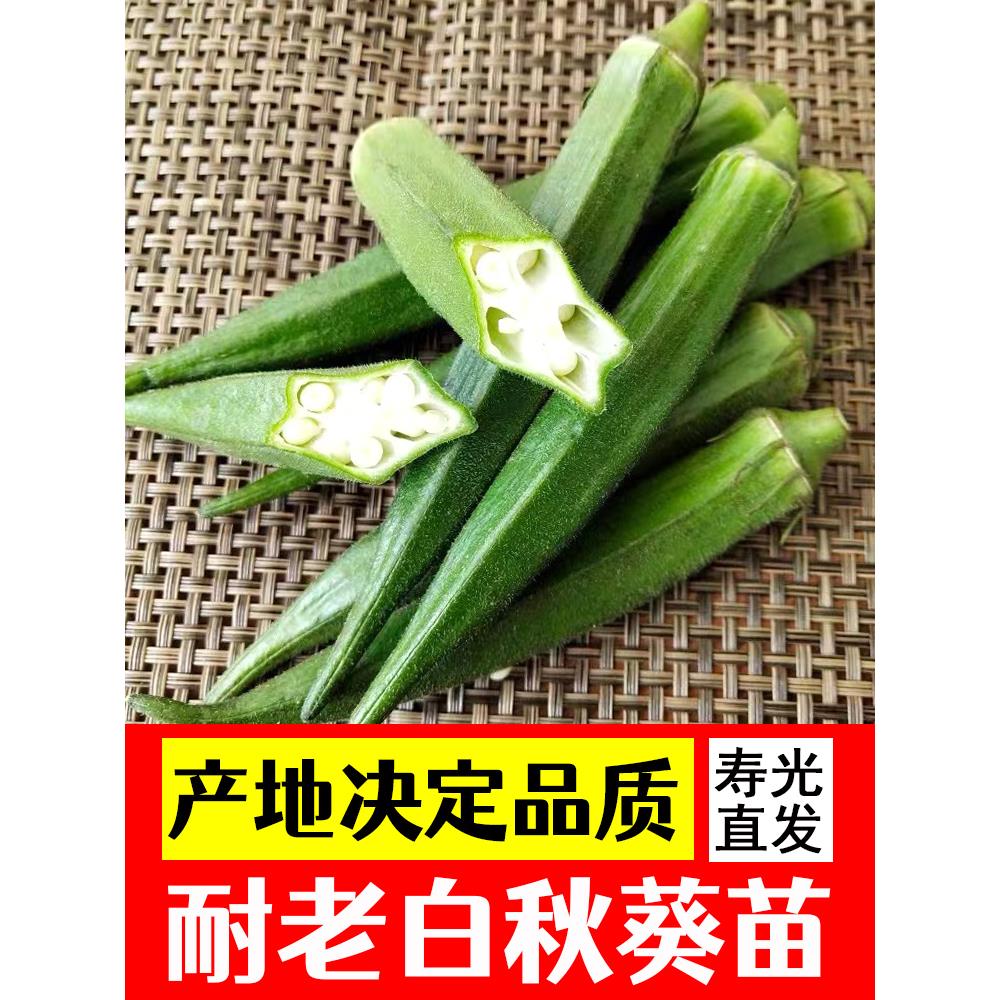 白秋葵苗水果秧家庭阳台种