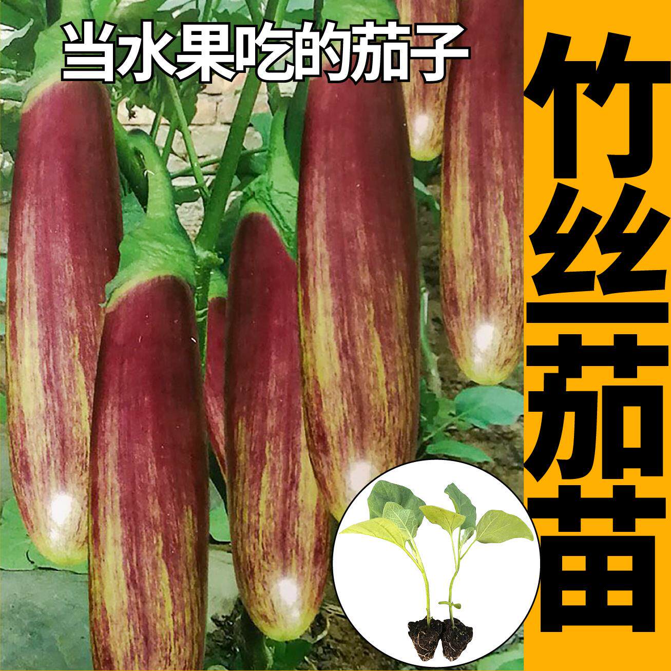 泰国竹丝茄子苗秧面包花烧