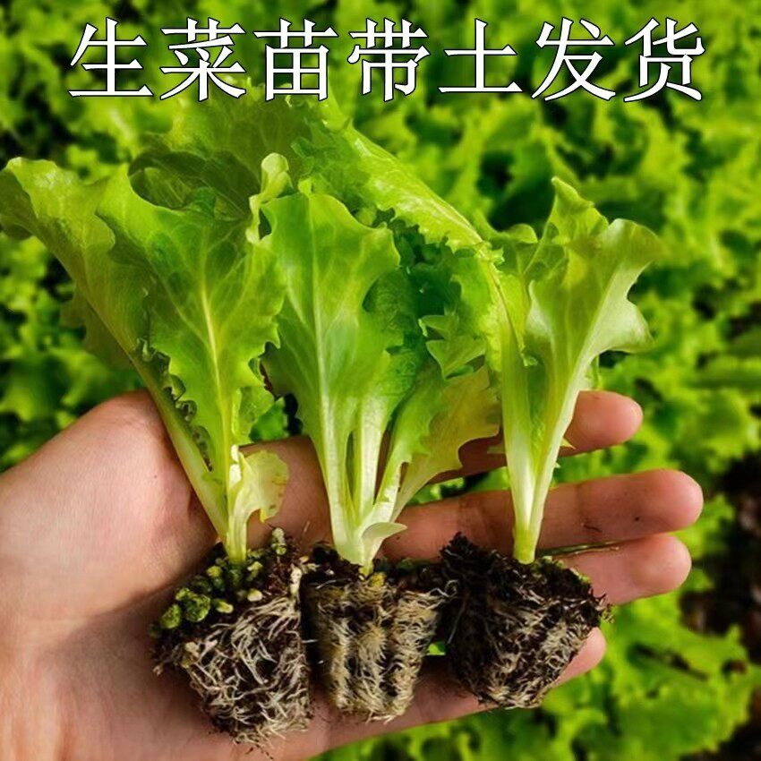 大速直立奶油生菜苗秧种子
