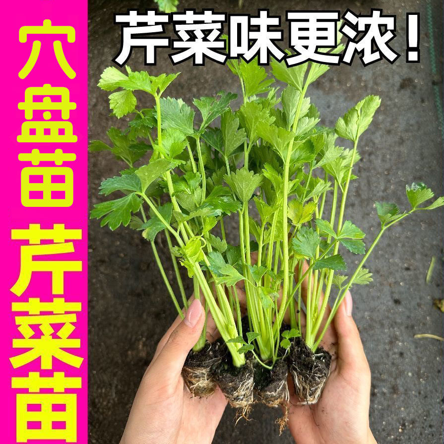 四季水果小香芹菜苗秧大培