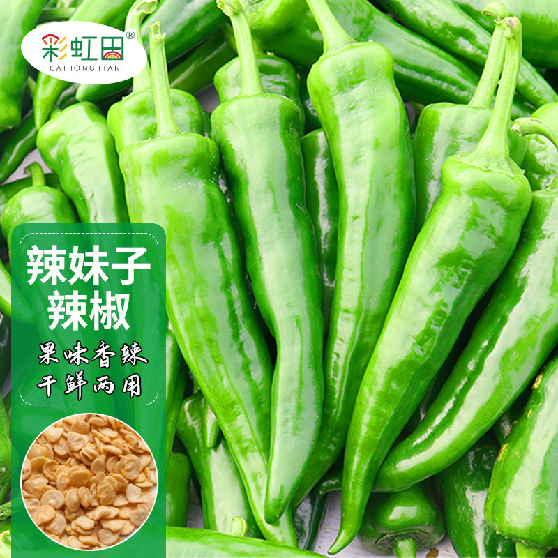 超辣妹子椒种苗青红干籽味