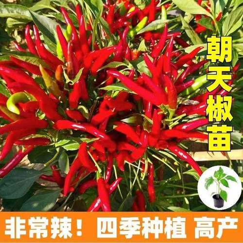 特辣朝天椒苗带土秧小四季