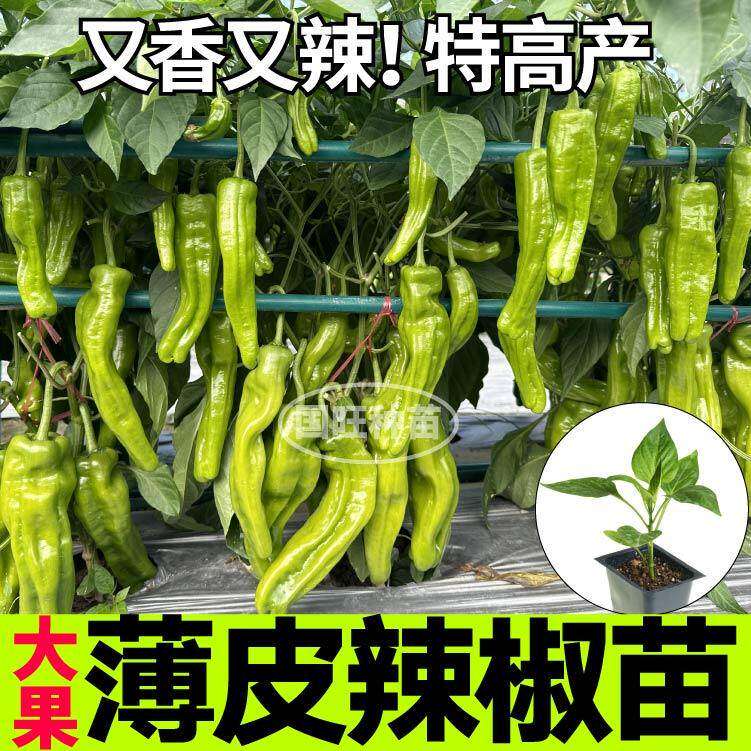 皱皮薄辣椒苗秧高产大果魔