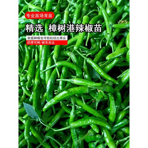 正宗樟树港辣椒秧苗种子湖