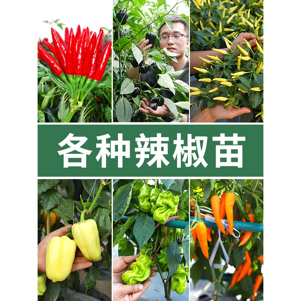 辣椒苗种子小米树朝天春季