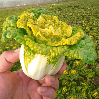 黄心乌塌菜种子菊花芯耐寒