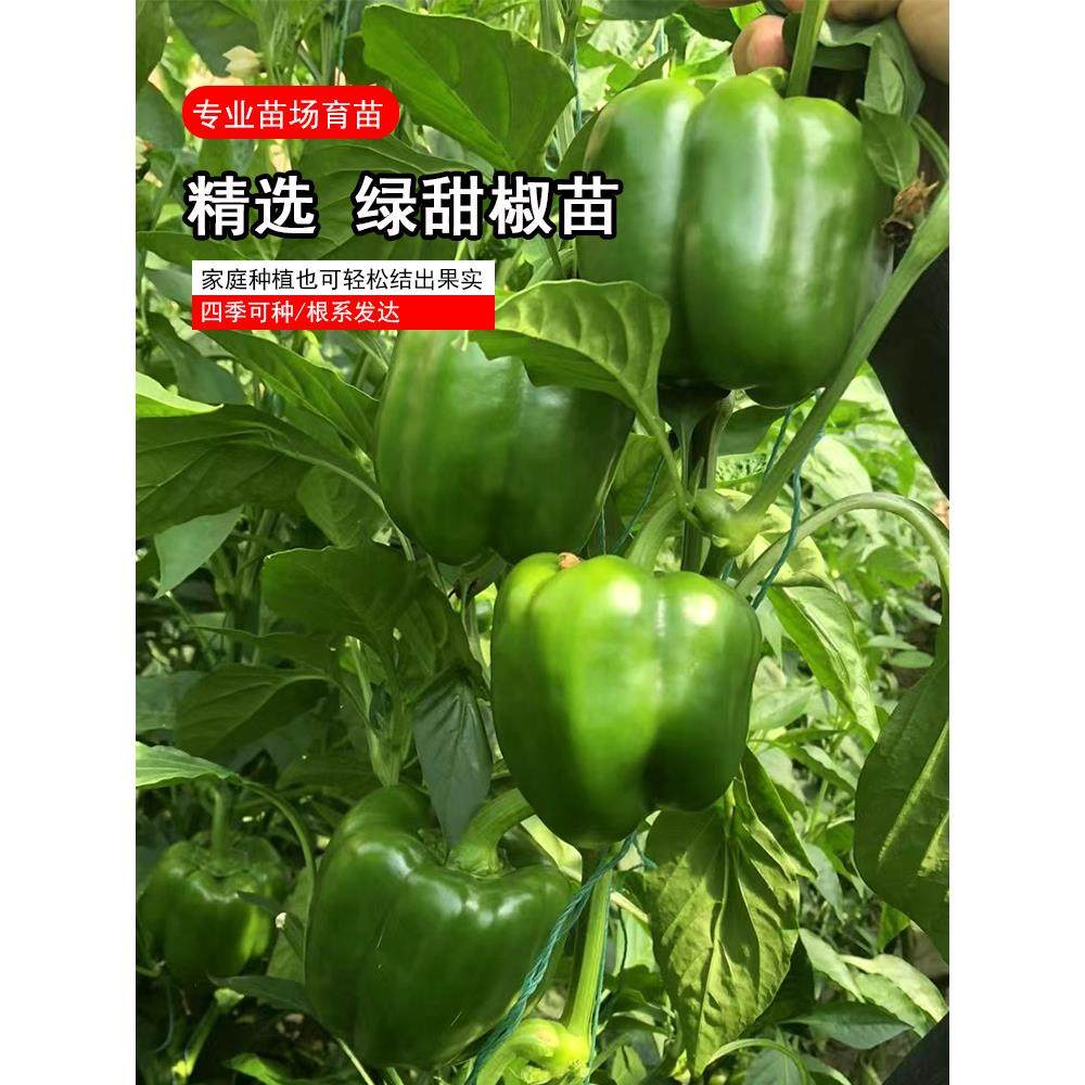 甜椒苗青子辣种灯笼红菜蔬