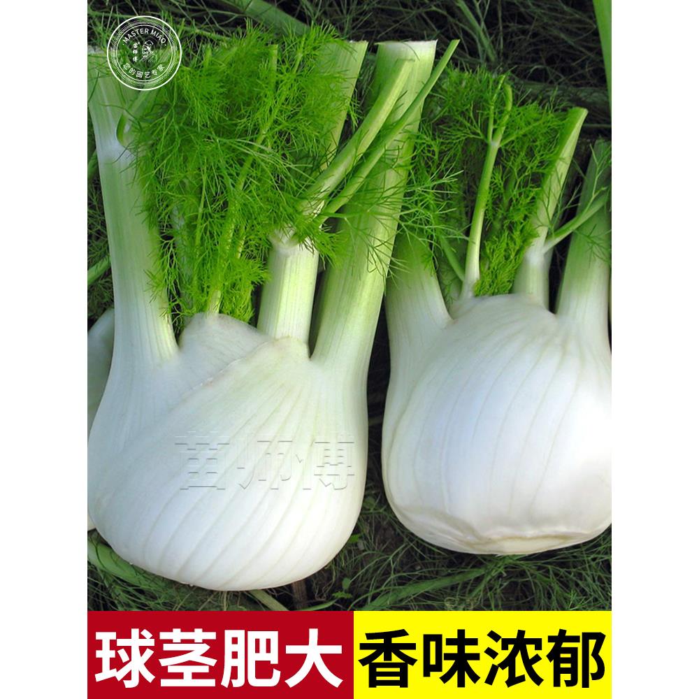 球茎结割茬茴香种子小叶籽