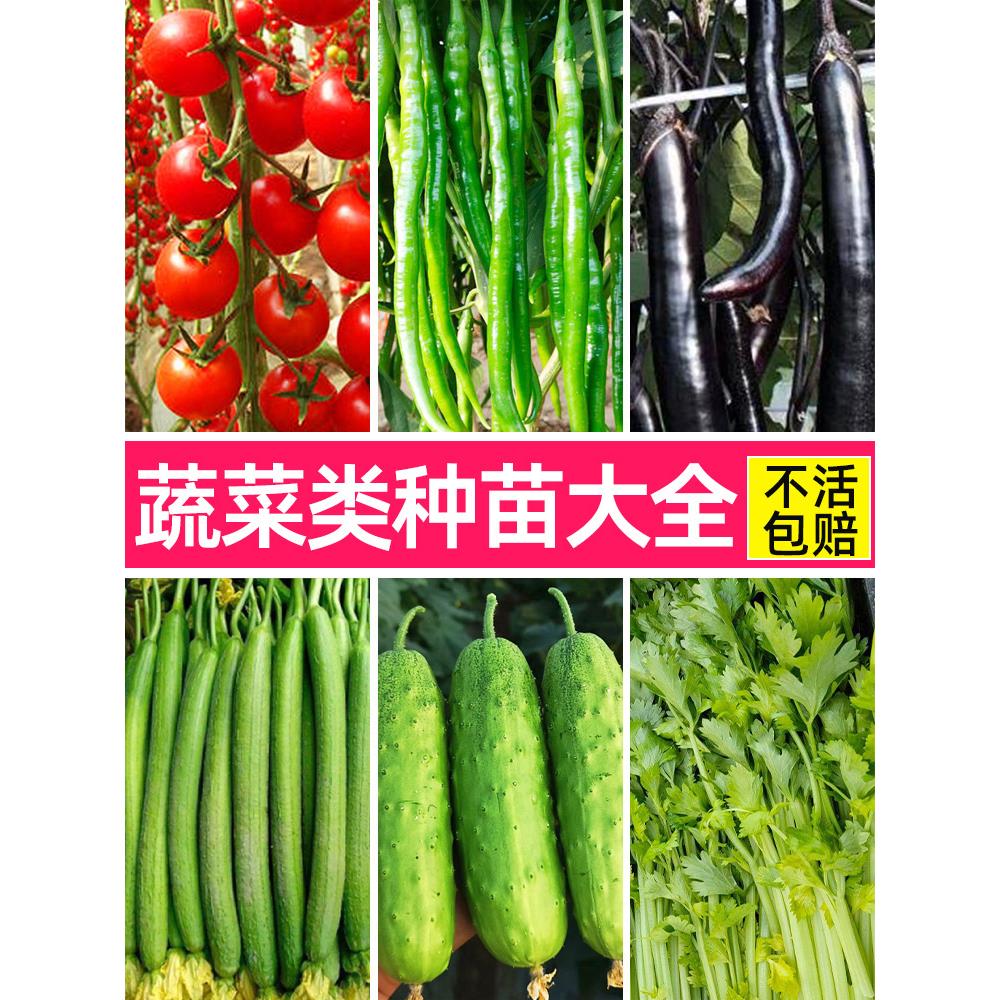蔬菜苗四季阳台春南方秧子