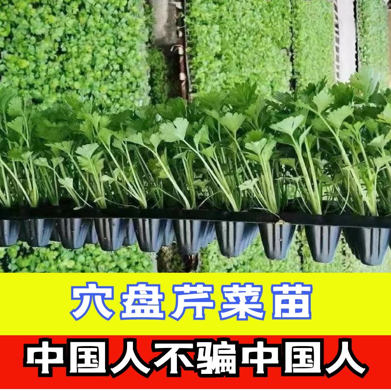穴盘西芹苗芹菜苗本地芹菜苗菜苗