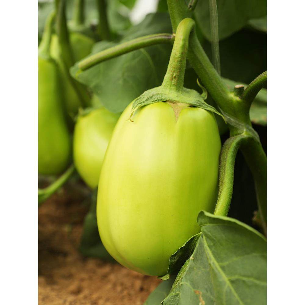 绿长茄子种籽苗青圆皮四季