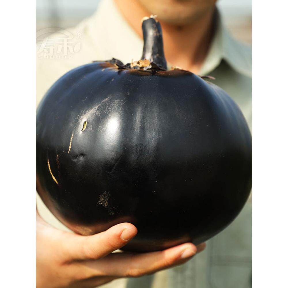 日本圆茄子种子种籽/黑宝 特大黑紫色高产圆带土苗孑秧苗秧老品种