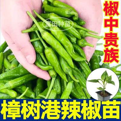 正宗湖南椒中贵族樟树港辣