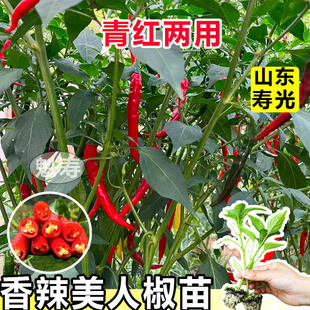 香辣美人椒苗秧红绿特辣辣椒苗四季盆栽蔬菜红线椒海椒种子辣椒树
