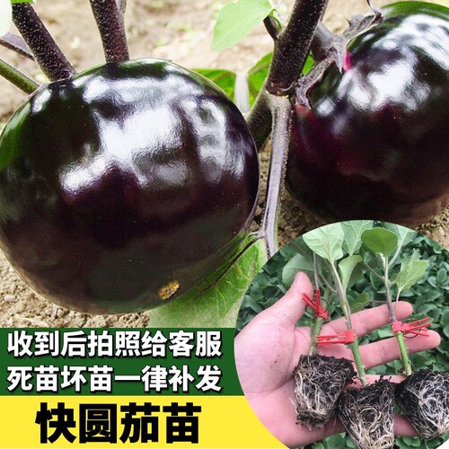 圆茄苗四季茄子秧苗圆茄秧子