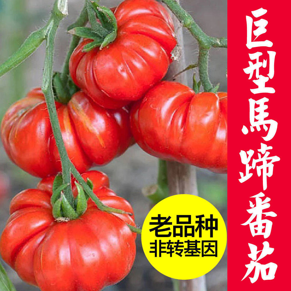 牛排番茄种子四季巨型超大