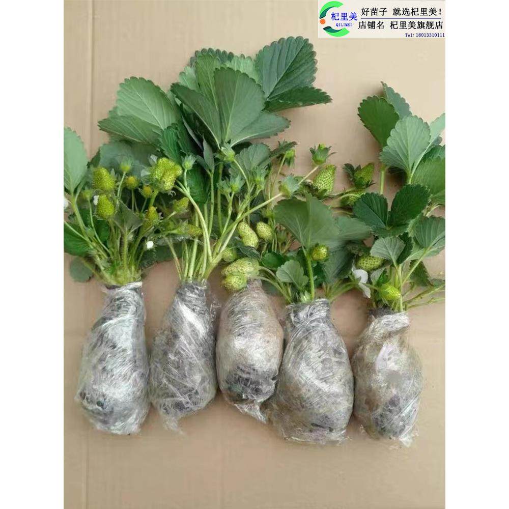 草莓苗带花果盆栽土丹东奶