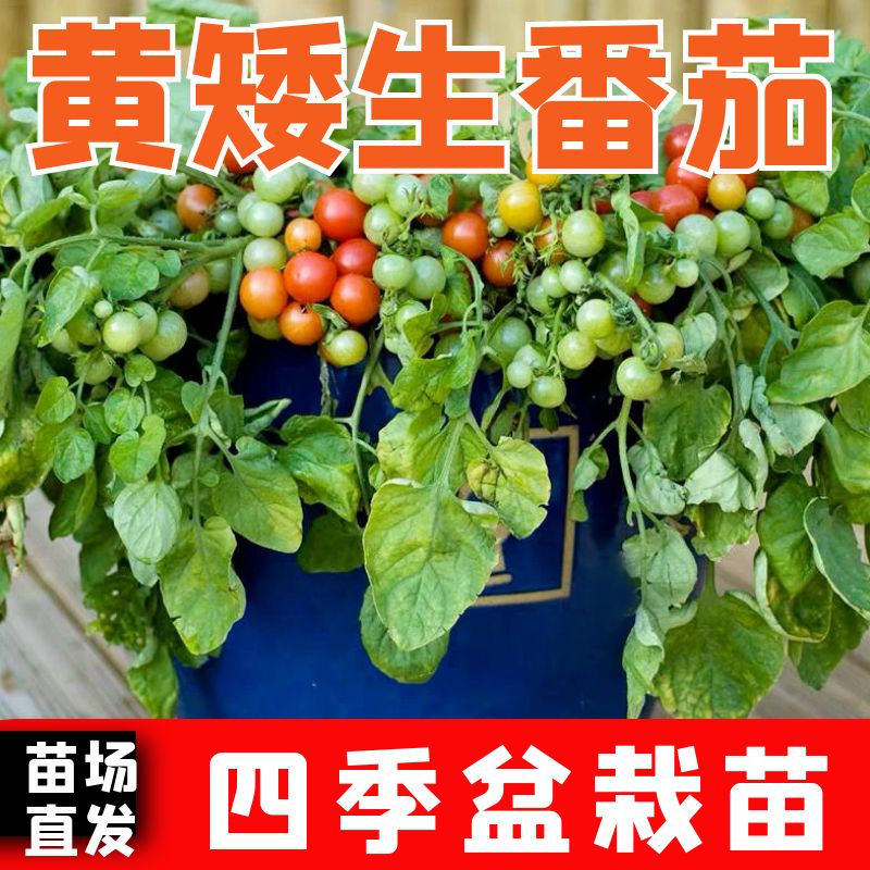 黄矮生番茄苗子黄矮生番茄秧苗