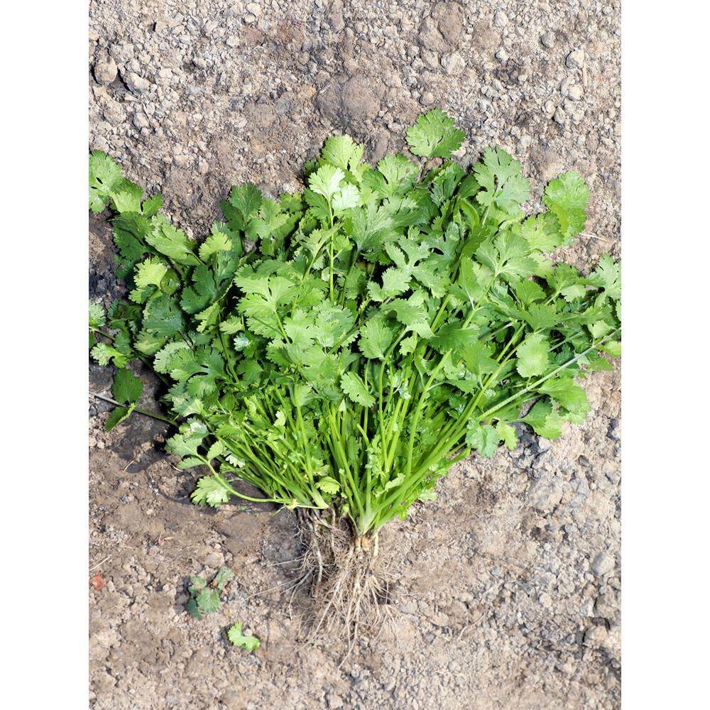 小叶香菜种子苗老品芫荽秋