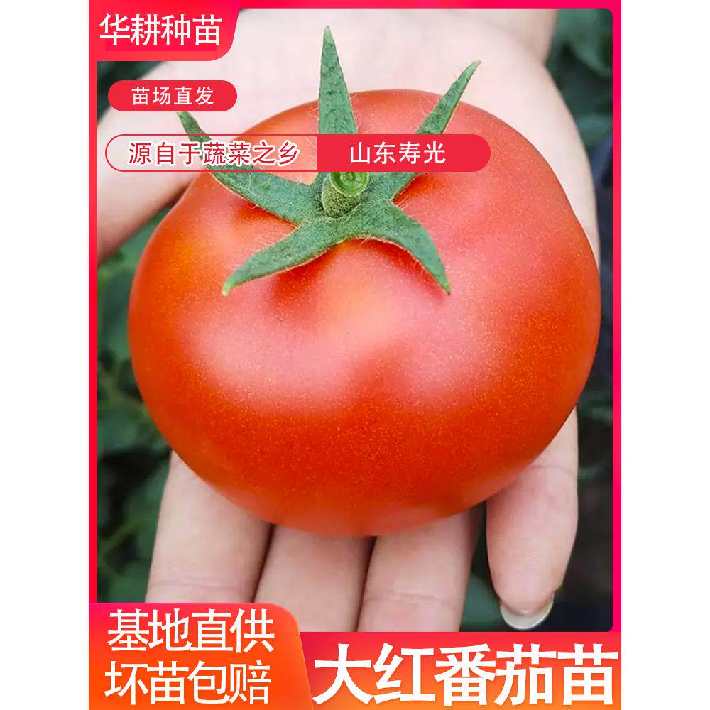 大红果番茄苗种子西柿四季