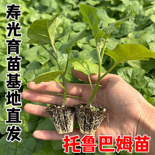 茄子砧木种子托鲁巴姆苗子抗病长茄圆茄嫁接专用种籽大棚露天