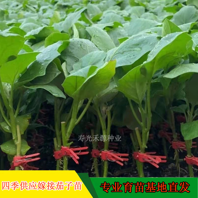 嫁接茄子苗 圆茄长茄线茄绿罐绿皮茄子苗绿把紫把四季各种茄子苗