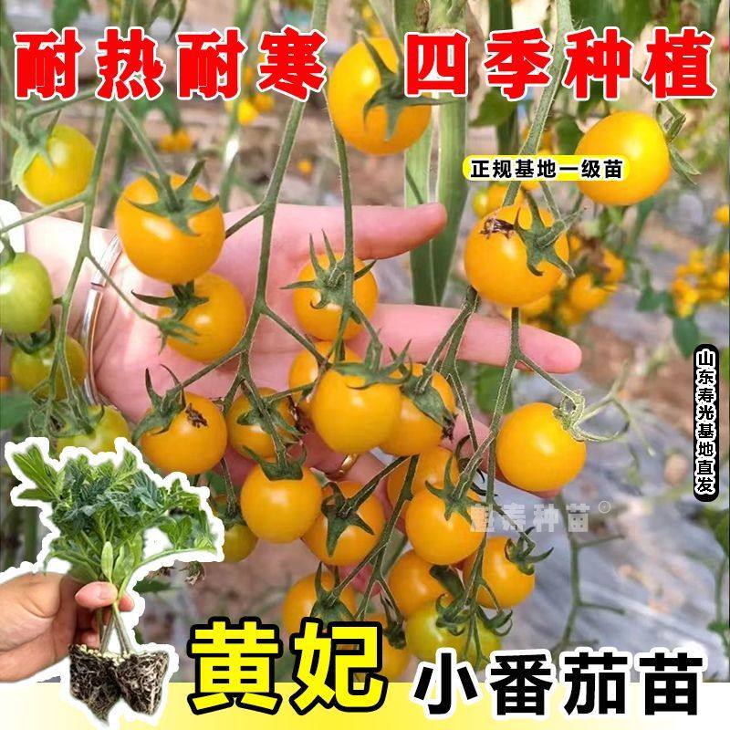 黄妃樱桃番茄秧苗西红柿种