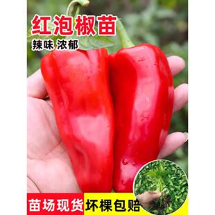 辣椒苗 秧苗 泡椒甜椒苗大红微辣厚皮种子菜四季盆栽阳台蔬菜种籽