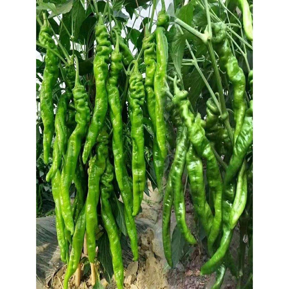 巨型陇椒特大螺丝蔬菜籽种