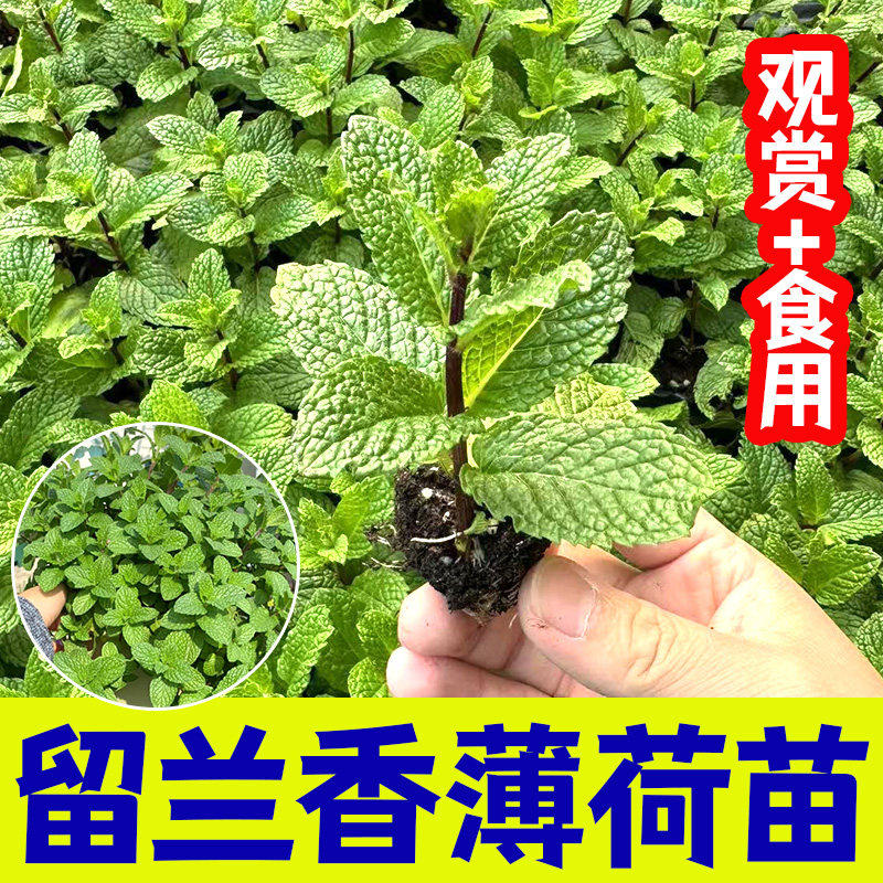 薄荷种苗可食用柠檬香水留