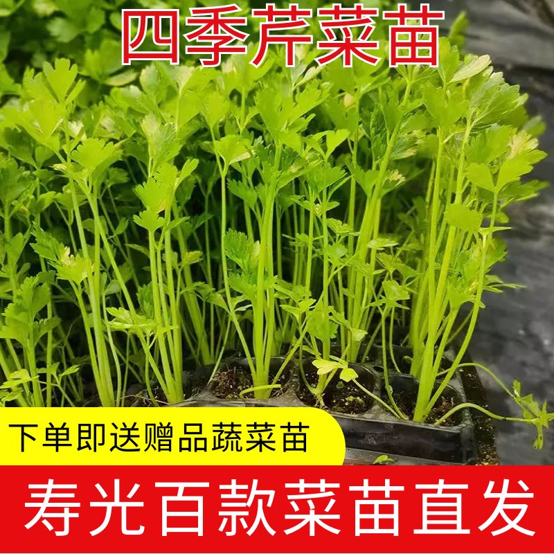 寿光西芹苗穴盘芹菜苗四季肉芹津南实芹苗辣椒番茄苗阳台庭院种植 鲜花速递/花卉仿真/绿植园艺 家庭园艺种子 原图主图