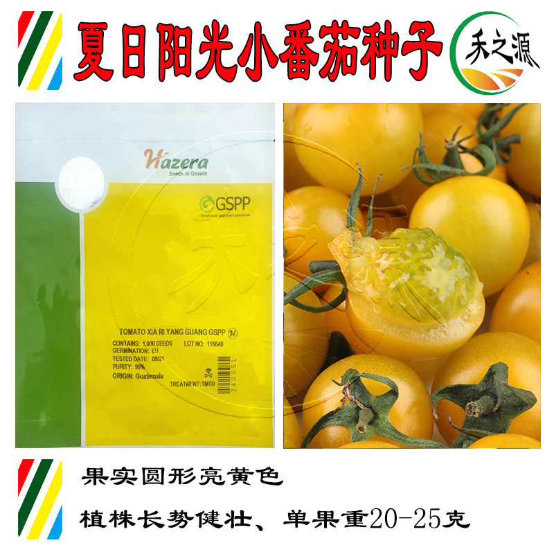 夏日阳光高端小番茄种籽以