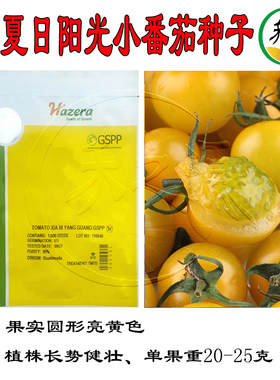 夏日阳光高端小番茄种籽以色列口感樱桃黄色小柿子种子苗秧