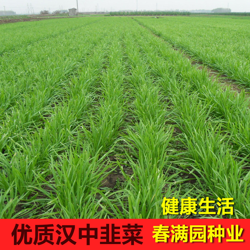 汉中雪韭菜种子根苗籽春秋