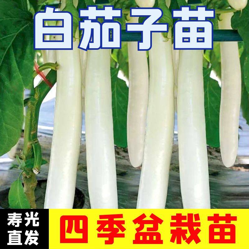 白茄子苗子白茄子秧苗四季蔬菜苗